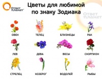 Цветы в Махачкале: их связь со Знаками Зодиака