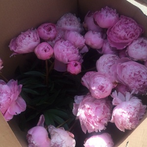 11049180_347484195460517_111376981_n