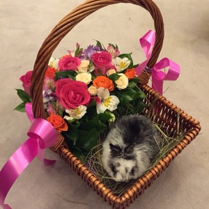 10852682_1569018343341539_1832507228_n